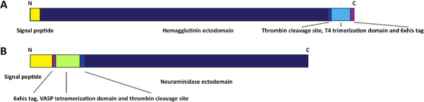 Hemagglutinin, neuraminidase protein domains diagram; signal peptides, ectodomains, cleavage sites.