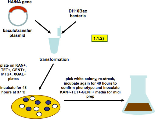 Genetic transformation diagram: HA/NA gene, baculotransfer plasmid, DH10Bac bacteria, plate method.