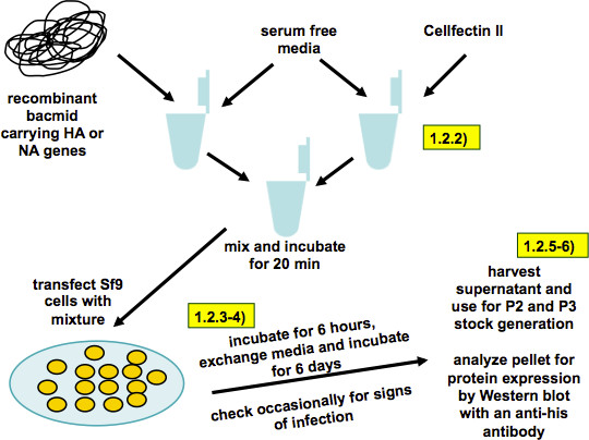 Recombinant bacmid transfection diagram shows Sf9 cell infection process and protein expression analysis.