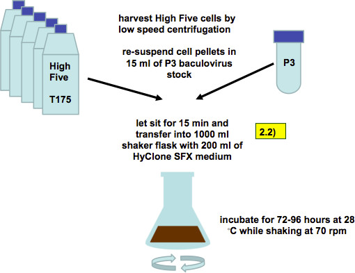 High Five cell culture method; diagram; centrifugation, baculovirus use, medium incubation process.