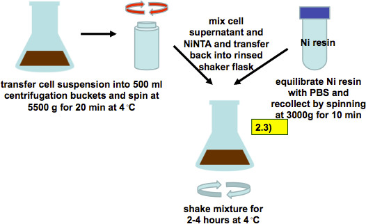 Centrifugation and Ni resin purification diagram; step-by-step protein extraction process.