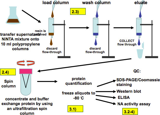 Protein purification diagram; NiNTA chromatography system; SDS-PAGE, spin column, ELISA analysis.