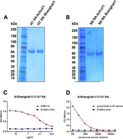 SDS-PAGE gel and ELISA graphs showing antigen-antibody interaction, molecular weight analysis.