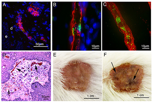 figure-results-2 <i>Histological microscopy images showing tissue structure and cellular marker distribution analysis.</i>