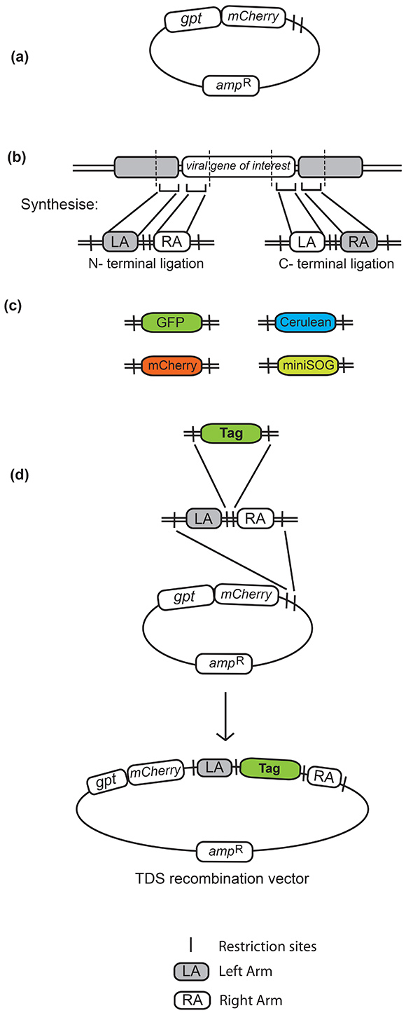 figure-results-1 Plasmid recombination diagram; gene tagging, restriction sites, viral gene synthesis process.
