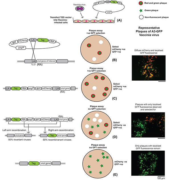figure-results-2 Vaccinia virus plaque assay diagram; shows mCherry and GFP fluorescence selection in recombinant analysis.