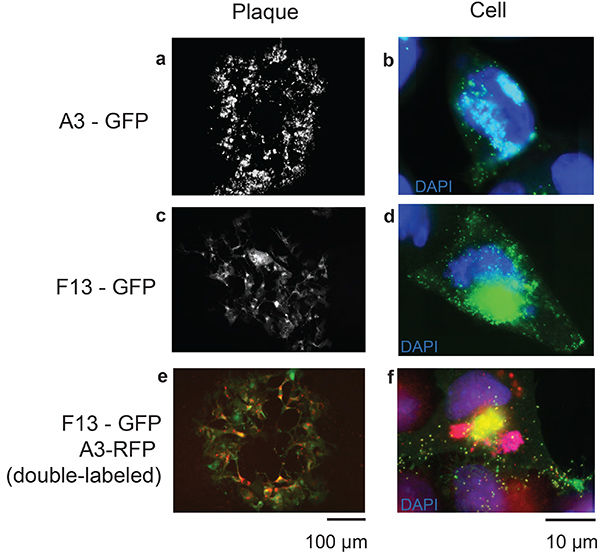 figure-results-3 Plaque and cell GFP/RFP fluorescence microscopy, DAPI staining, double-labeling, 100 µm/10 µm scale.