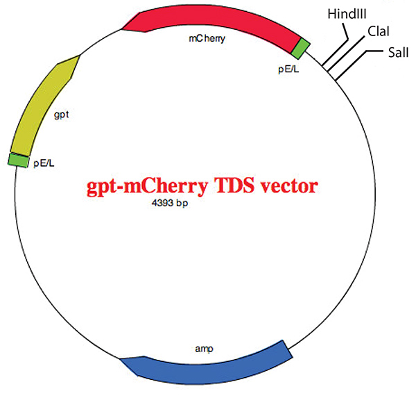 figure-results-5 Plasmid map diagram of gpt-mCherry TDS vector; gene editing, restriction sites, molecular cloning.