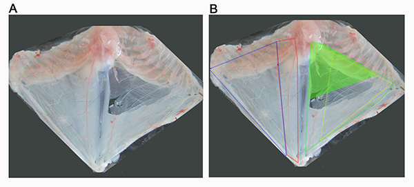 figure-results-1 Fish morphology analysis; diagram with structural lines showing geometric morphometrics.