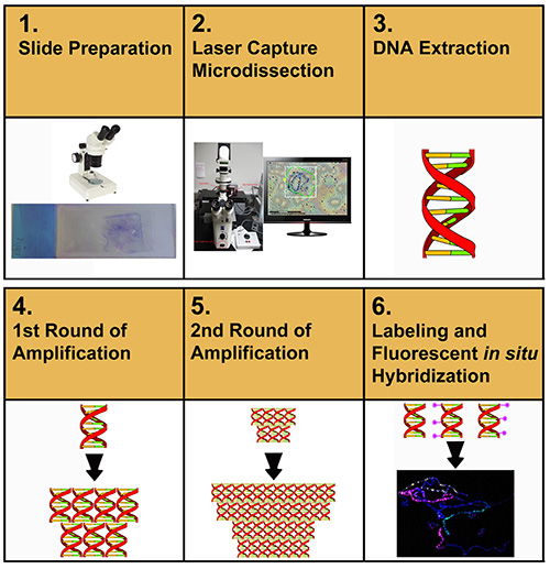 DNA extraction workflow with microscopy, laser microdissection, amplification, fluorescence hybridization.