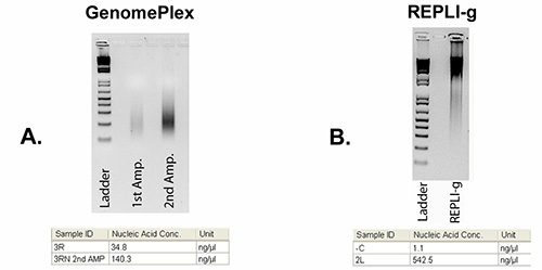 Gel electrophoresis of DNA amplification; comparison of GenomePlex and REPLI-g methods; ladder marker.
