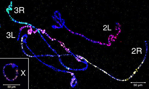 Chromosome mapping, fluorescence microscopy, DNA structure analysis, genetic research diagram.