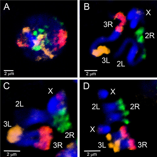 Chromosome mapping diagram; confocal microscopy; color-coded DNA segments; spatial analysis.