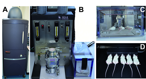 Mice imaging and biometric setup with in vivo imaging system for scientific research.