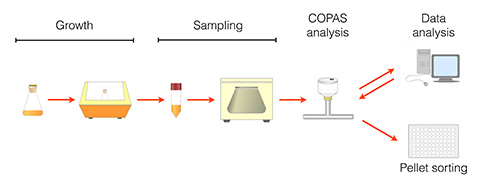 Microbial growth to pellet sorting process; diagram of COPAS analysis and data analysis steps.