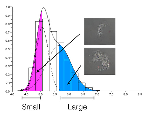 Histogram of small/large cell size distribution with microscope images; cell growth analysis.