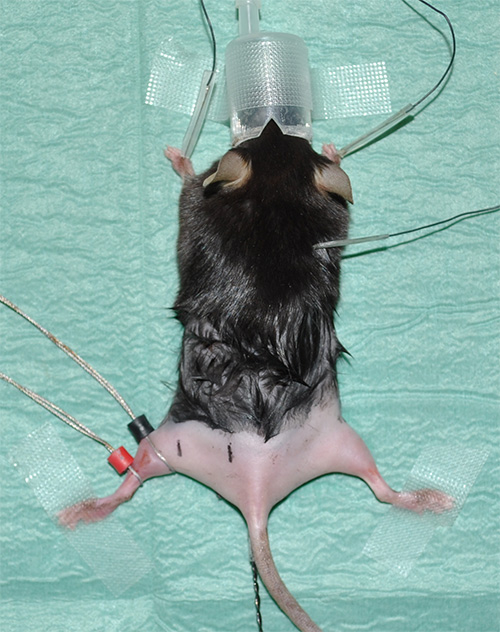 Mouse anesthesia setup for scientific experiment; restraint and monitoring, biomedical research.