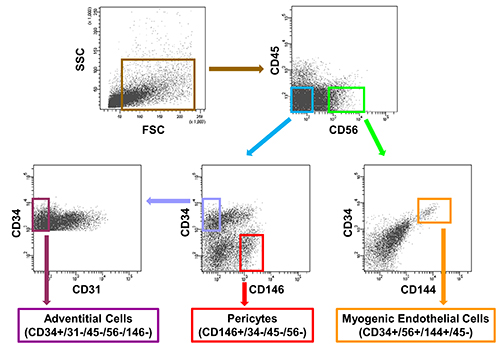 Flow cytometry scatter plot, cell differentiation, fluorescence marker analysis, CD34, CD31, CD45.