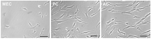 Cell morphology comparison; microscope image. Experimental setup: cell culture analysis.