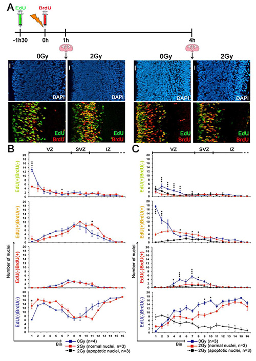 Assessing Cell Cycle Progression of Neural Stem and Progenitor Cells in ...