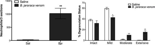 figure-results-3 Neutrophil degranulation analysis; B. jararaca venom vs saline; bar charts; immune response comparison.