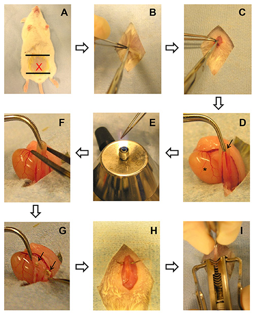 Mouse dissection process; tissue extraction; experimental method; surgical equipment; scientific study.