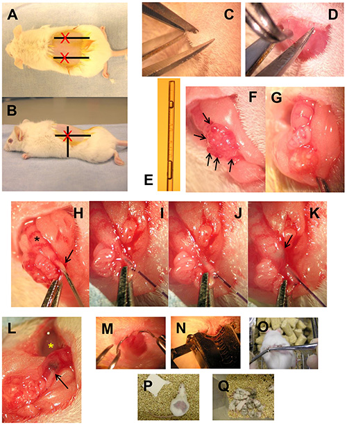 Surgical procedure on mice; incisions, tissue samples, wound closure, experimental model research.