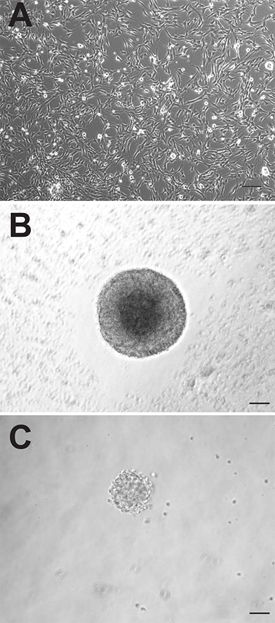 figure-results-1 Cell culture differentiation; microscope images; A: monolayer cells, B: spheroid formation, C: cluster.