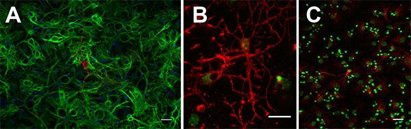 figure-results-4 Fluorescence microscopy of cellular structures in green, red, and multicolor; cell differentiation study.