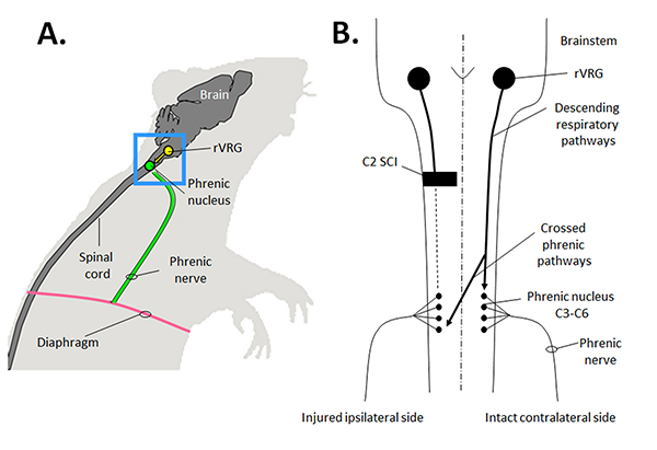 Respiratory neural pathways; diagram; phrenic nerve, rVRG connection; spinal cord injury impact.