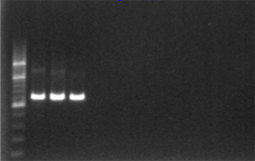 figure-protocol-2