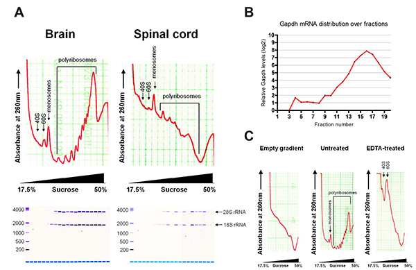 Brain and spinal cord sucrose gradients; polysome profiles; absorbance, mRNA fraction; graphs.