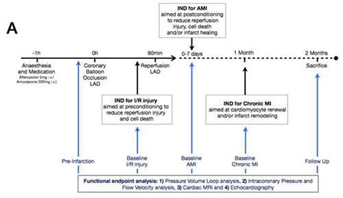 figure-results-5 Timeline of cardiac treatment process; diagram of INF for AMI/IVR; coronary balloon occlusion.