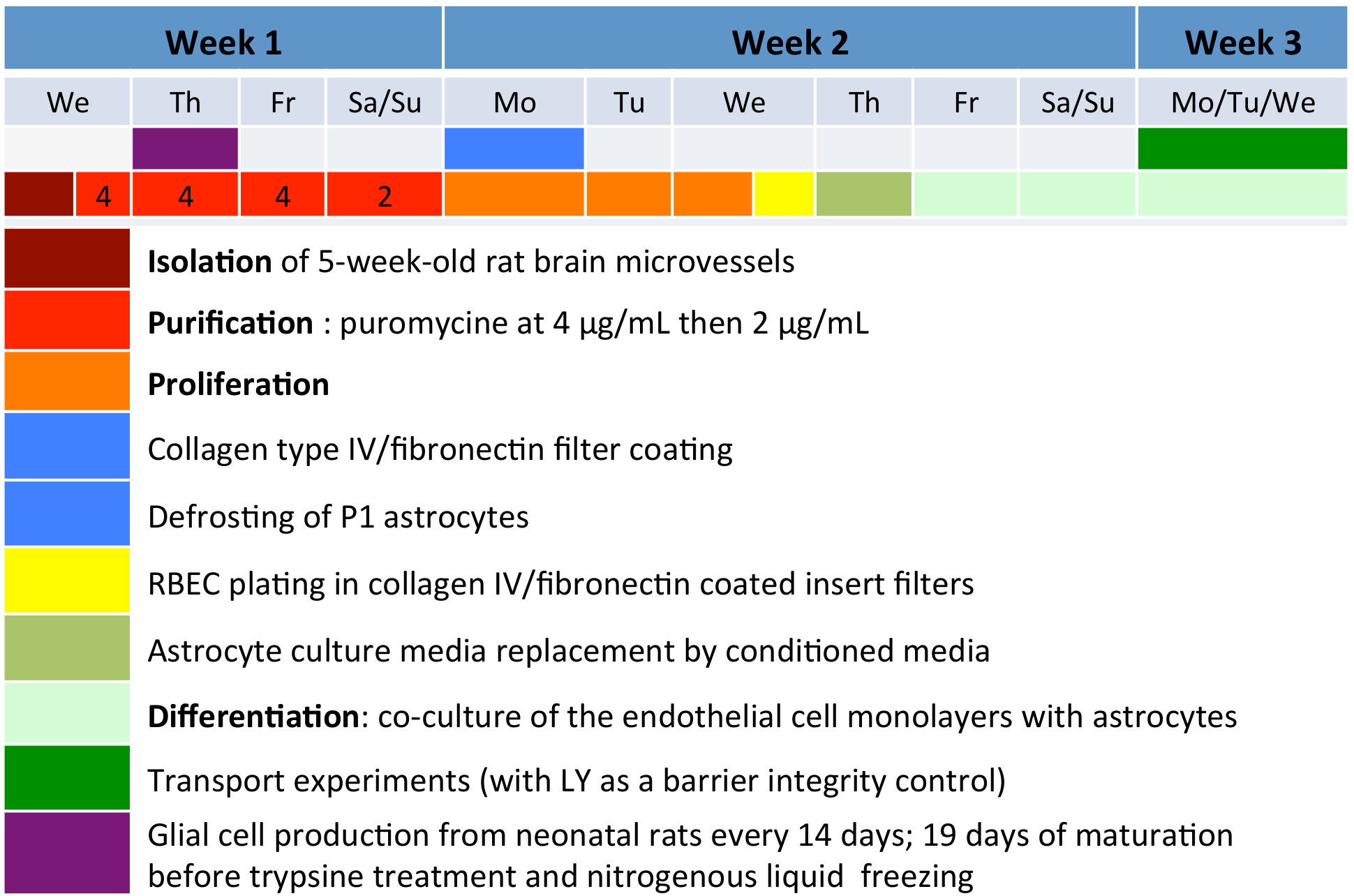 Rat brain microvessel isolation and purification timeline; chart of 3-week experimental process.