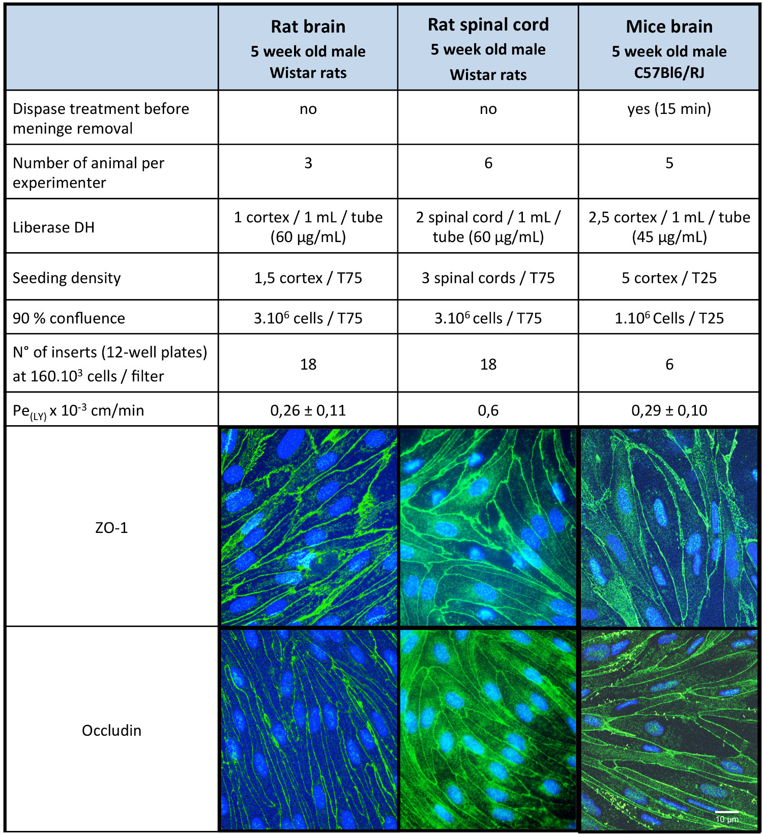 Rat and mice brain cell cultures, immunofluorescence microscopy, evaluating ZO-1, occludin expression.