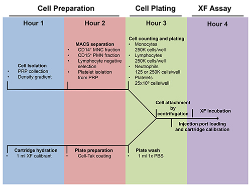 figure-results-2 Cell preparation-plating-assay diagram; PRP isolation, cell counting, XF assay calibration process.