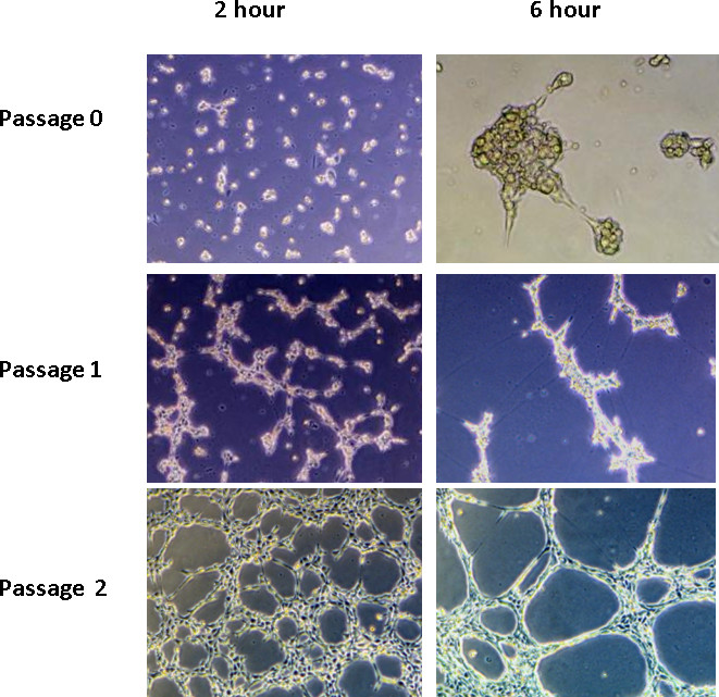 figure-results-3 Cell culture stage diagram comparing development at 2 and 6 hours across three passages.