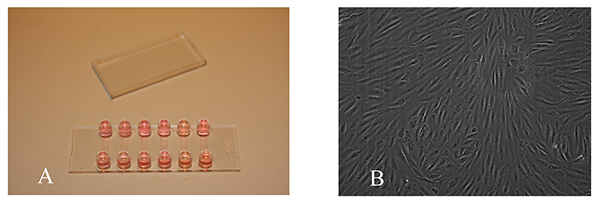 figure-results-1 Microfluidics setup (A) and cell culture (B) image for cell analysis; microscopy visualization.