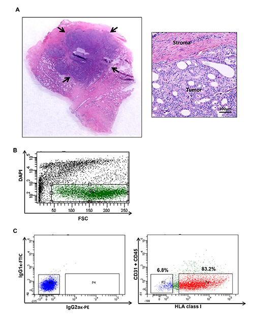 Histology and flow cytometry analysis; tumor tissue section, cell population graph, data comparison.