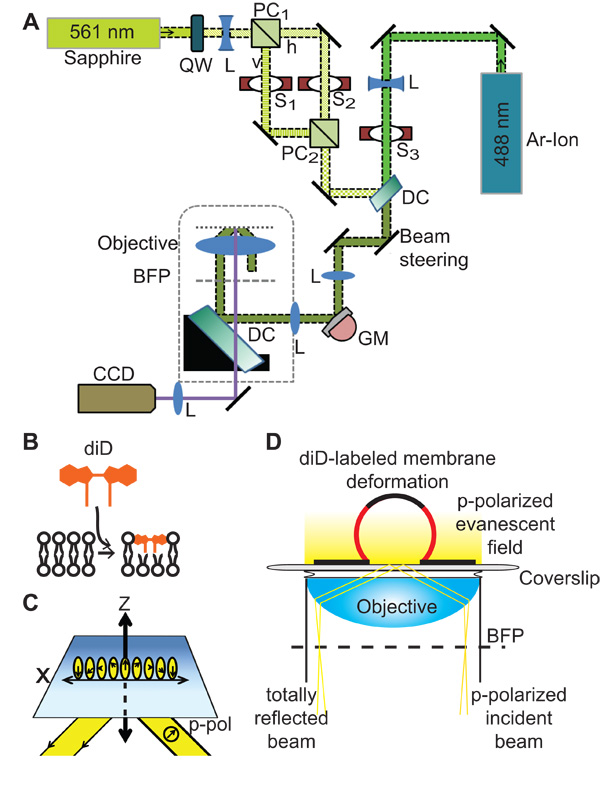 figure-results-1 Sapphire-Ar-Ion laser optical setup diagram for diD-labeled membrane deformation analysis via evanescent field.