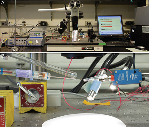 figure-protocol-1 Spectroscopy setup with microscope and data analysis; optical excitation and emission study.