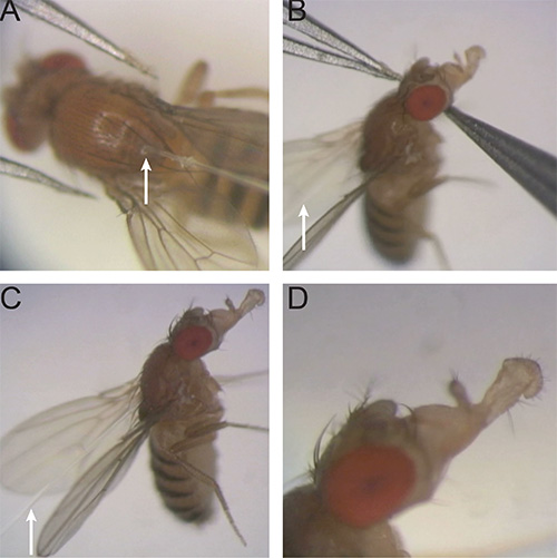figure-protocol-3 Fruit fly dissection in microscope images, focusing on wing and thorax details, educational anatomy.