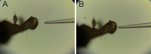 figure-protocol-4 Microscope image of insect anatomy with microdissection tool; biological study, comparative analysis.