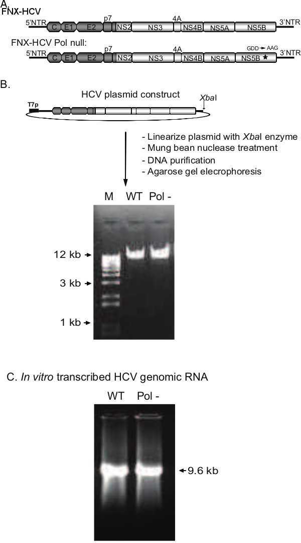 HCV genome analysis; plasmid construct diagram, agarose gel electrophoresis, RNA transcription result.