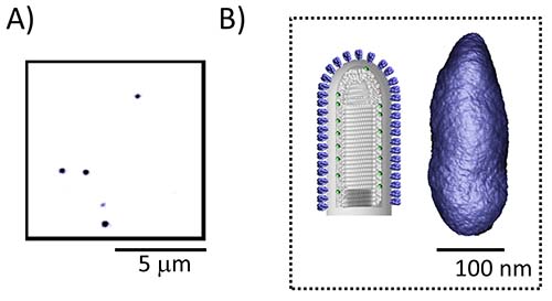 Virus morphology diagram; A) Microscopy image, B) 3D structural model at nanoscale.