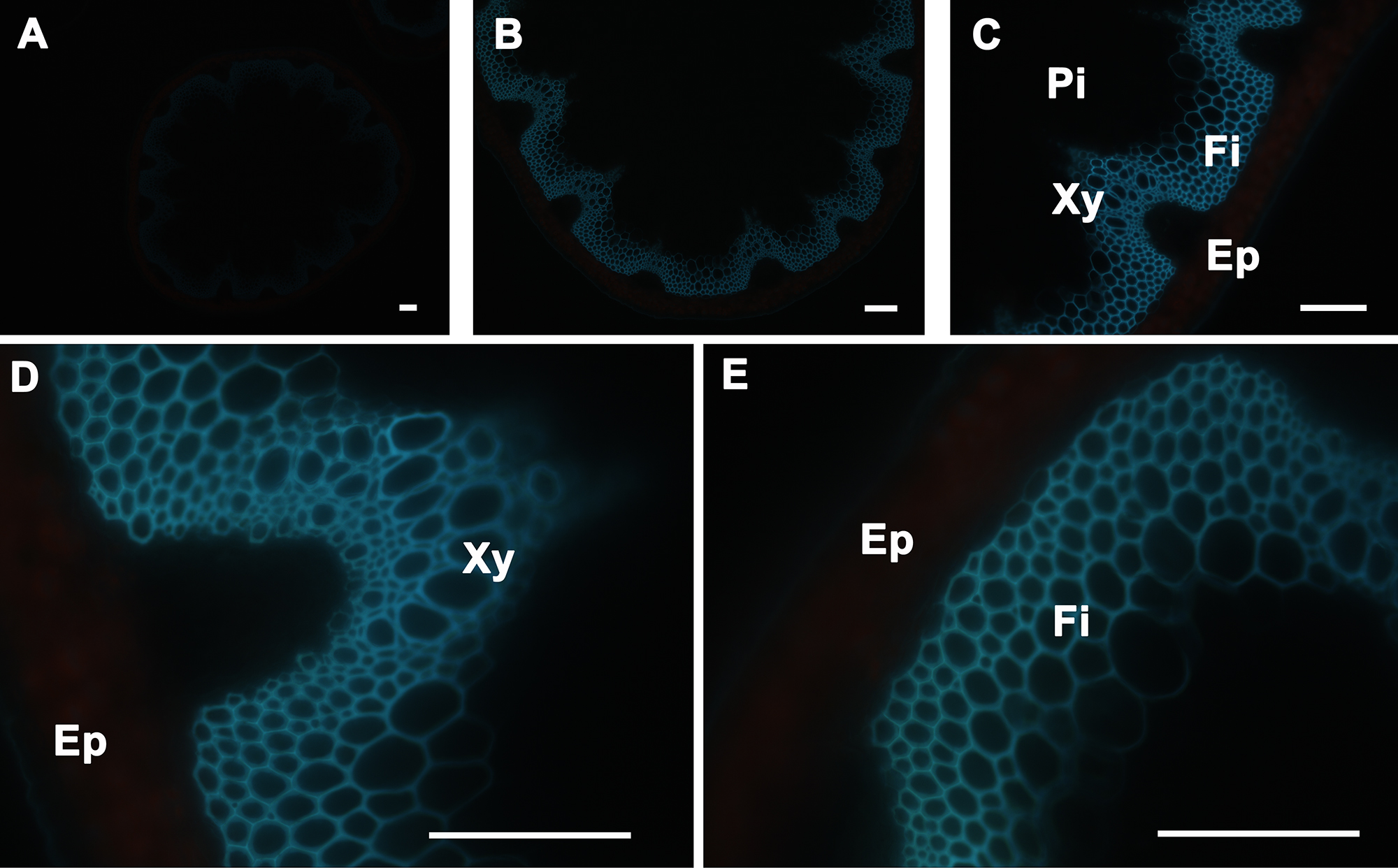 figure-results-2 Microscopic image of plant stem cross-section showing xylem, epidermis, and fibers in high detail.