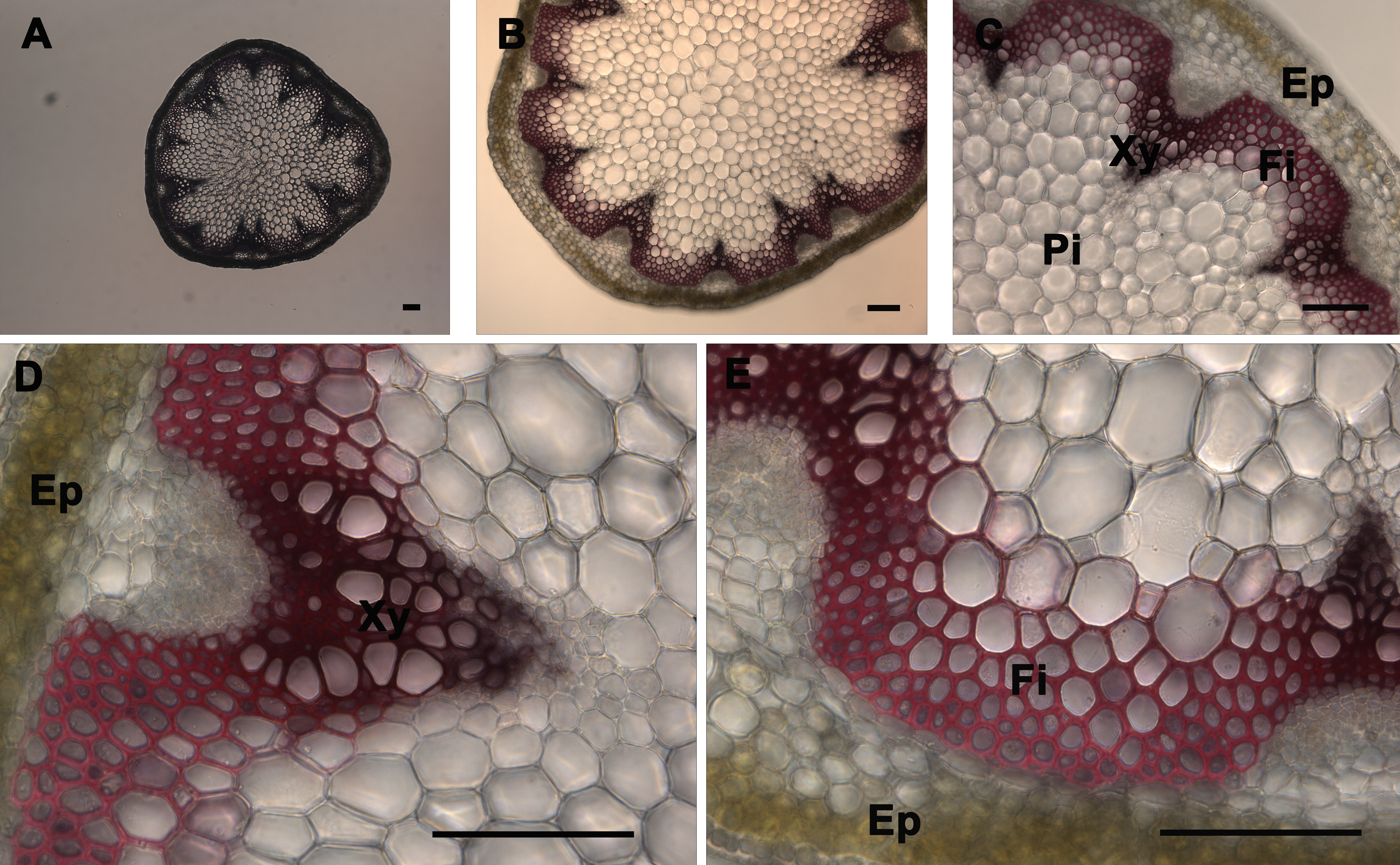 figure-results-3 Plant stem cross-section microscope images, cellular structure analysis, epidermis, xylem, fiber.