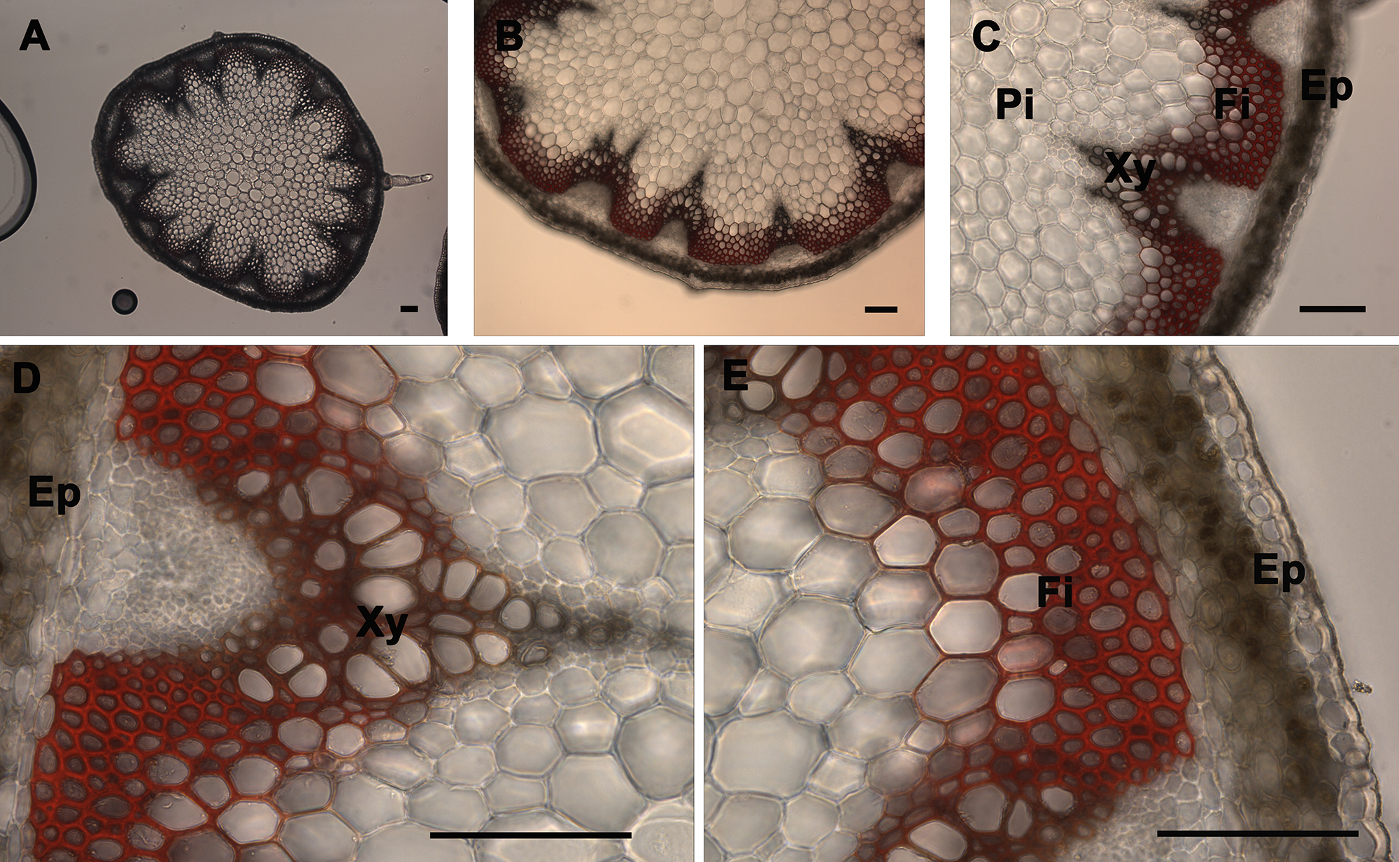 figure-results-4 Plant cross-section microscope images; xylem, phloem, epidermis cells; vascular tissue structure.