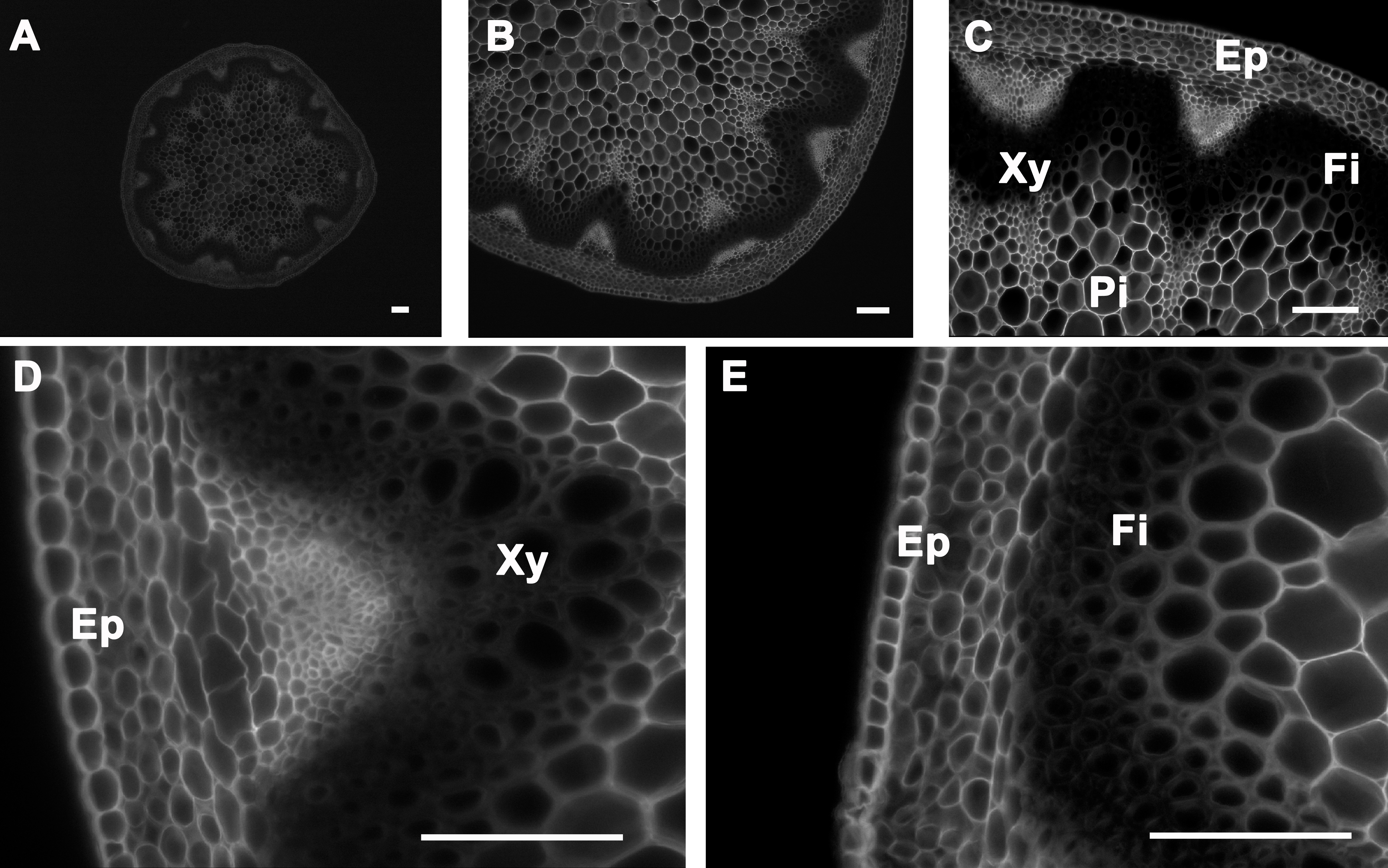 figure-results-5 Root cross-section analysis; microscope images showing xylem, phloem, epidermis structures.