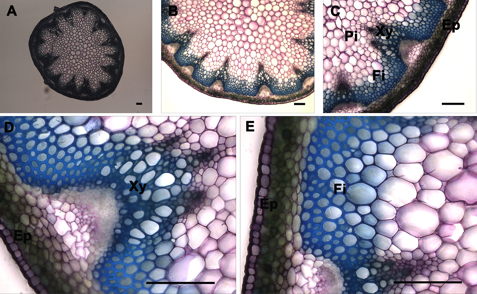 figure-results-7 Plant vascular structure microscope images; cross-section diagrams showing xylem, phloem, epidermis.